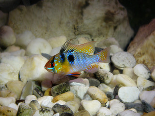 Ram Cichlid