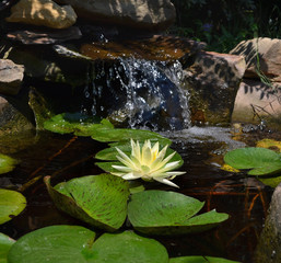 Texas Dawn Water Lily