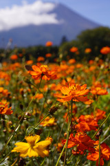 Fototapeta premium キバナコスモスと富士山