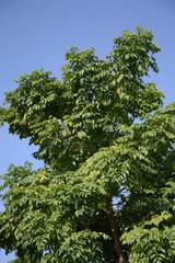 Millingtonia hortensis tree