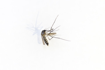 beware of mosquito, carrier of dengue fever, dramatic shadow on white background