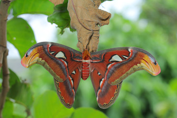 Obraz na płótnie Canvas Atlas Moth Butterfly in Southeast Asia.