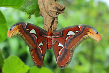 Atlas Moth Butterfly in Southeast Asia.