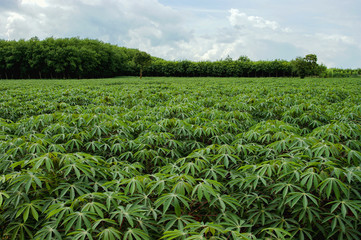 Fototapeta na wymiar cassava farm