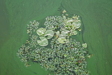 Obraz na płótnie Canvas Water bloom pollution green river