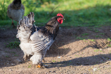 rooster on farm close up