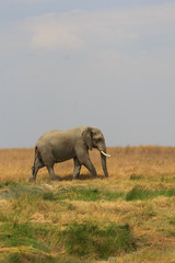 Fototapeta na wymiar Elephants d'afrique en Tanzanie, Serengeti