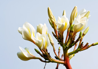 White Plumeria flower blossom on blue sky