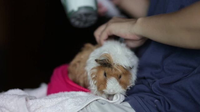 Blow dry a cavy after a bath