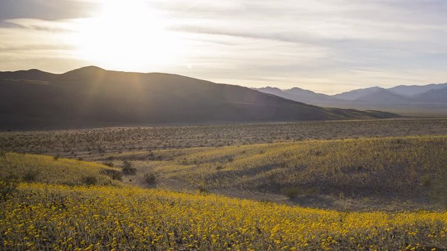 Time lapse of desert wildflower at sunset during super bloom 2016 in Death Valley National Park, California -Long Shot-