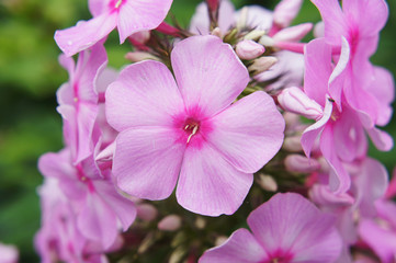 Pink phlox flowers close-up