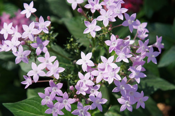 Naklejka premium Purple pentas lanceolata flowers