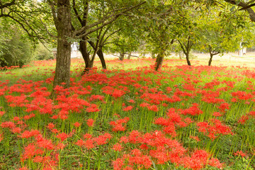 cluster amaryllis(grow in colonies)
