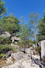 Fototapeta na wymiar chaos rocheux en forêt de Fontainebleau