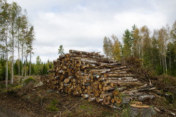 Woodpile of birch tree logs