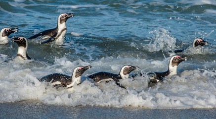 Fototapeta premium African penguins walk out of the ocean on the sandy beach. African penguin ( Spheniscus demersus) also known as the jackass penguin and black-footed penguin. Boulders colony. Cape Town. South Africa
