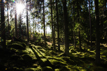 Sunshine i a green mossy forest