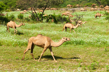 Camels in the green highlands of Salalah, Dhofar, Sultanate of Oman