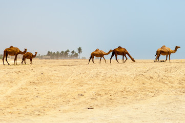 Fototapeta premium Camels at the beach of Salalah, Dhofar, Sultanate of Oman