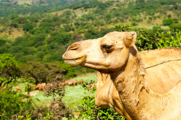 Camels in the green highlands of Salalah, Dhofar, Sultanate of Oman