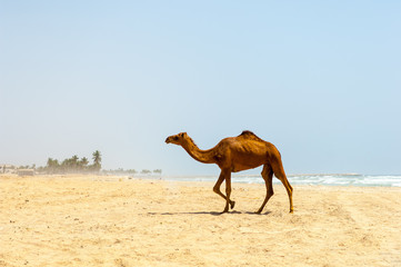 Camels at the beach of Salalah, Dhofar, Sultanate of Oman