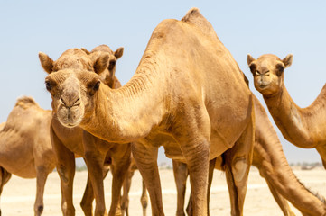 Camels at the beach of Salalah, Dhofar, Sultanate of Oman