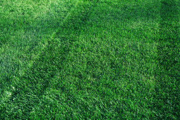 green grass field after mowing