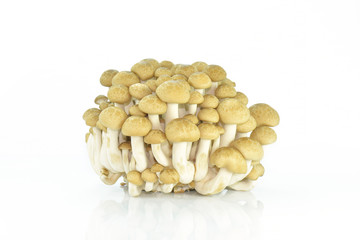 mushrooms isolated on white background