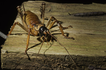 Close up of a New Zealand Weta. Family Rhaphidophoridae sitting on an old piece of wood
