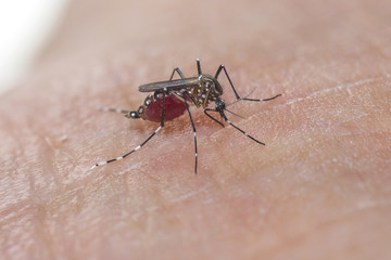 mosquito sucking blood on human skin ,Dengue fever virus, Zica virus aedes aegypti - Dengue, chikungunya fever, microcephaly