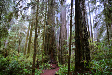Coastal Redwoods in Jedediah Smith State Park