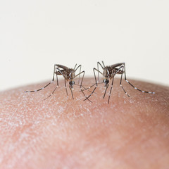 mosquito sucking blood on human skin ,Dengue fever virus, Zica virus aedes aegypti - Dengue, chikungunya fever, microcephaly