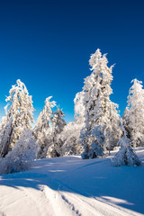 Snow trees in the carpathyan mountains
