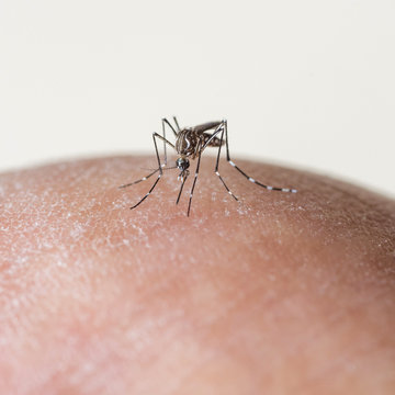 mosquito sucking blood on human skin ,Dengue fever virus, Zica virus aedes aegypti - Dengue, chikungunya fever, microcephaly