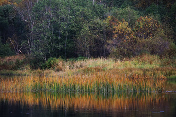 Fall forest landscape river amazing autumn background