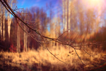 background autumn forest landscape