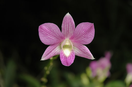 Wild magenta Thai orchid flower