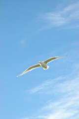 Seagull flying over blue sky