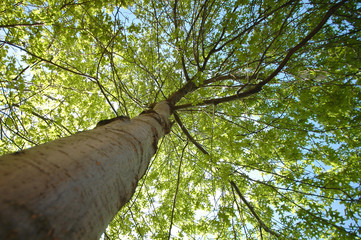 Fototapeta premium green maple tree from below