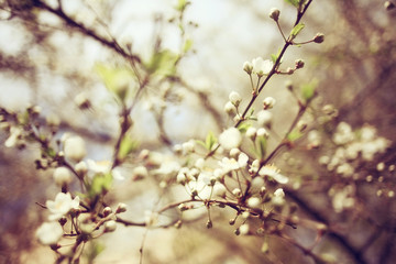 cherry blossoms spring background