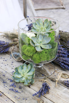 Succulents (echeveria) and moss in glass jar.