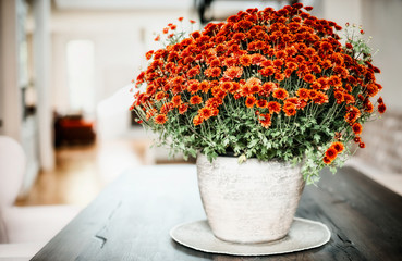Vase with chrysanthemum on a table in the living room, home interior and design