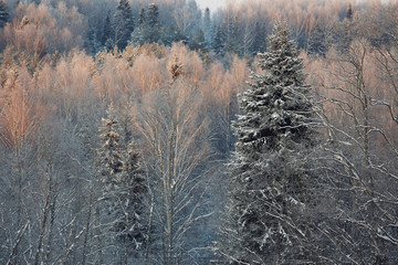 winter cold day fir forest landscape