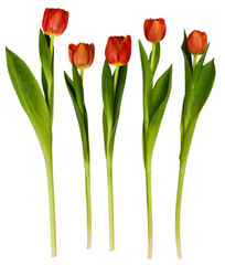 Set of red tulip flowers