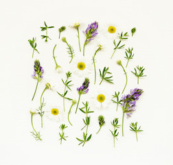 Wild flowers on white paper background