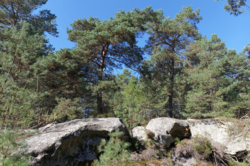 pins des gorges de Franchard