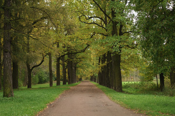 Obraz premium oak alley in park in early autumn