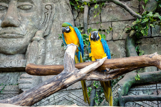  two blue-and-yellow macaw sitting on a branch 
    
