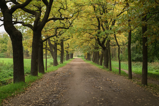 Oak Alley In Park In Early Autumn