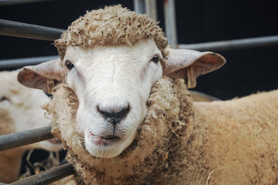Curious face of young sheep